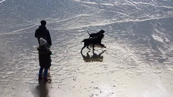 Two dogs with owners on beach.jpg